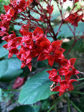 狀元紅網(wǎng)，揭秘4987精準(zhǔn)資料的秘密，狀元紅網(wǎng)揭秘，精準(zhǔn)資料4987背后的秘密