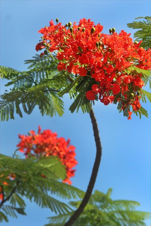 狀元紅，揭秘4987最準(zhǔn)最快的秘密武器，狀元紅，揭秘最準(zhǔn)最快的秘密武器 4987