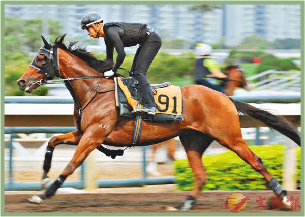 香港賽馬，探索數(shù)字背后的激情與榮耀，香港賽馬，數(shù)字背后的激情與榮耀之旅