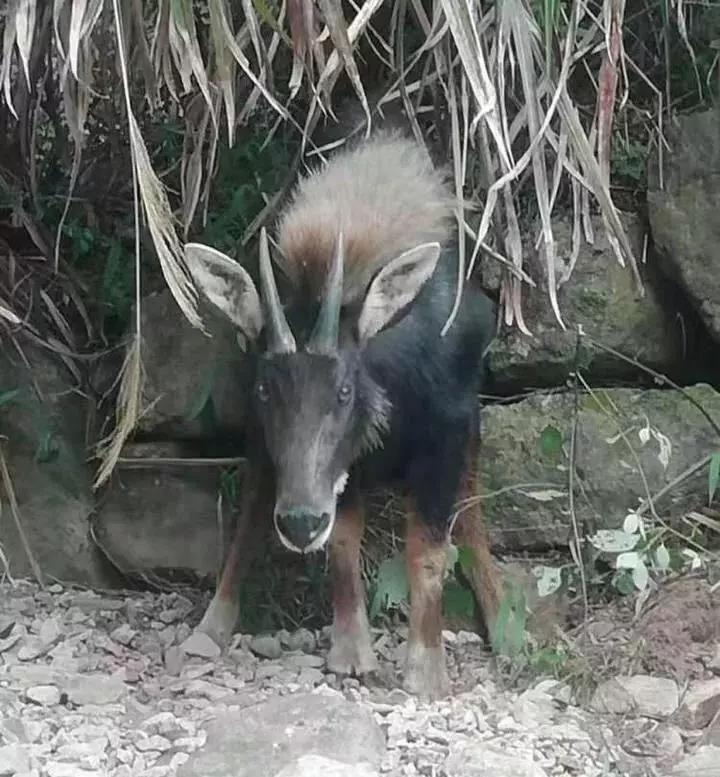 揭秘四不像一肖圖王中王身份之謎——探尋背后的神秘人物，揭秘四不像一肖圖王中王背后的神秘人物身份之謎