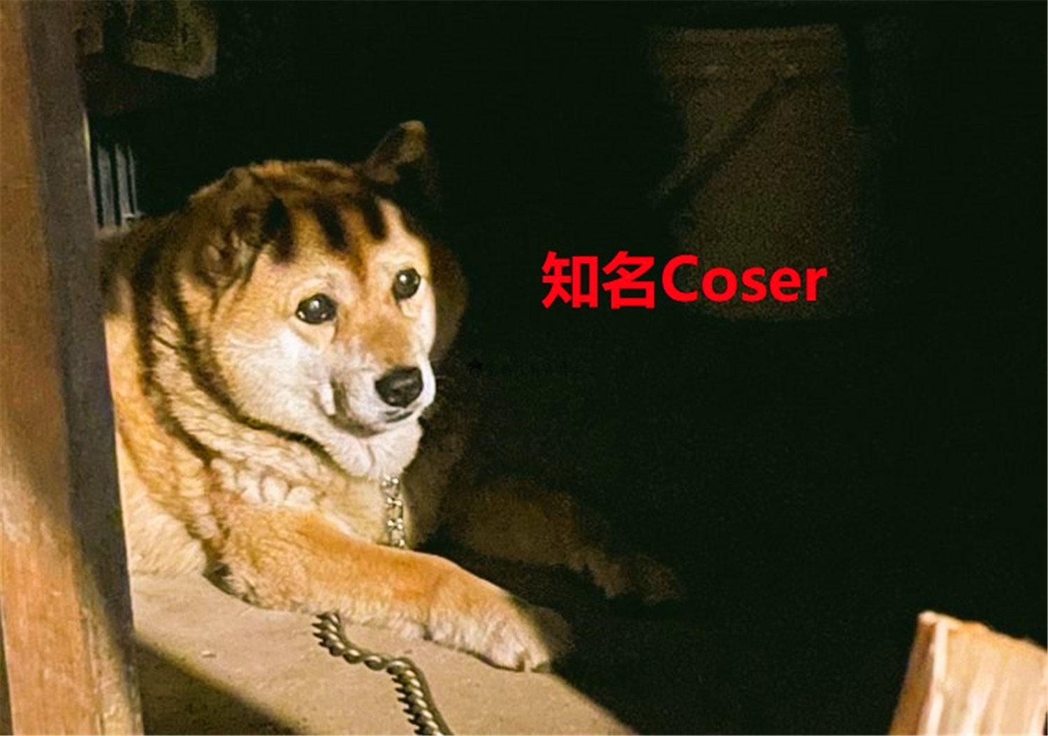 豬狗同行王中王，猜一肖，深度解析與SEO優(yōu)化，豬狗同行王中王猜謎解析與SEO優(yōu)化技巧，深度解析揭秘生肖之謎