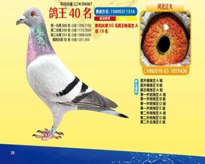 王中王四馬一肖，探尋背后的故事與奧秘，王中王四馬一肖，背后的故事與奧秘探尋