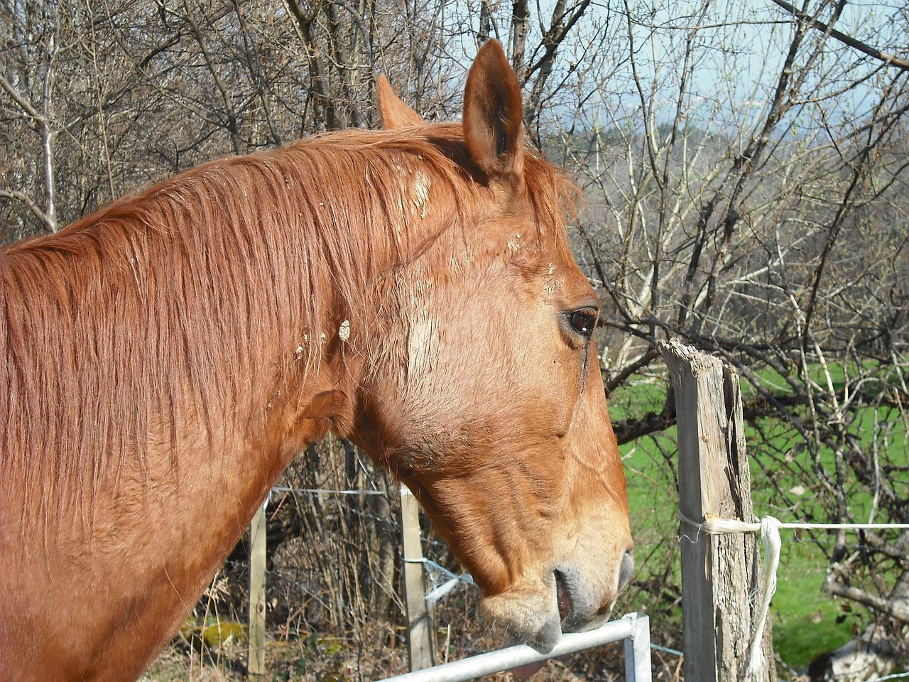 澳門四不像特馬，探索神秘現(xiàn)象背后的真相，澳門四不像特馬揭秘神秘現(xiàn)象背后的真相