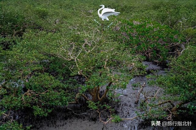 茂密森林中的王者——探尋王中王一肖的神秘魅力，森林王者揭秘，一肖的神秘魅力探尋