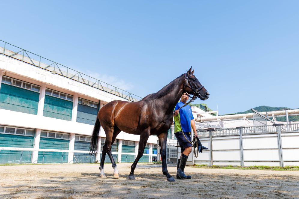 香港賽馬，77777與888888的傳奇故事，香港賽馬傳奇，77777與888888的賽場奇緣