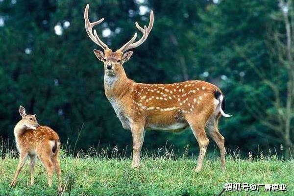 最新版本的6566cc澳彩資料大全介紹與特色功能解析，圖庫升級(jí)亮點(diǎn)一覽，最新6566cc澳彩資料大全介紹與特色功能解析，圖庫升級(jí)亮點(diǎn)全揭秘